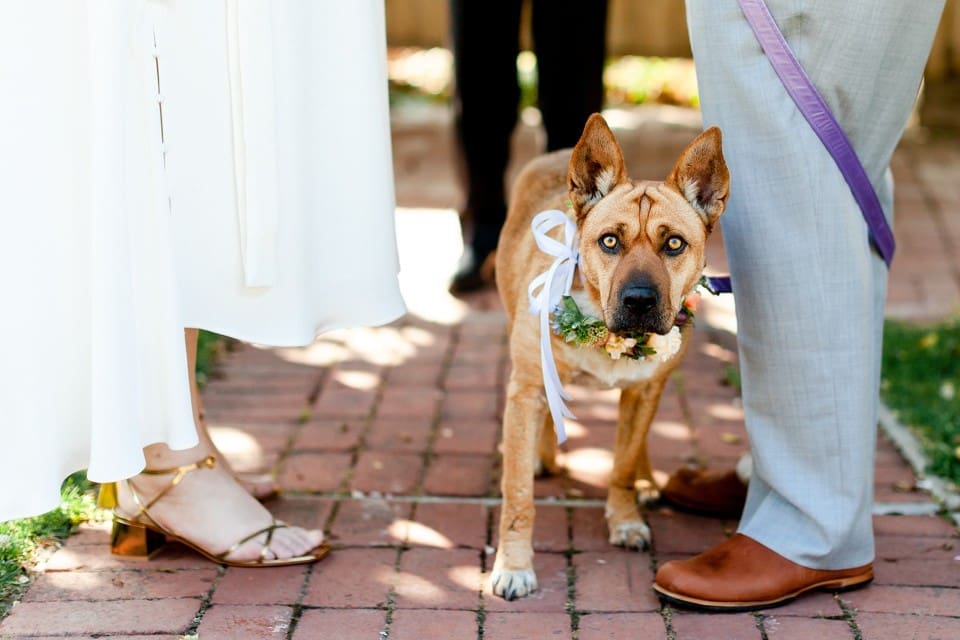 Brown dog at wedding reception standing between the bride and groom in Northern California wedding
