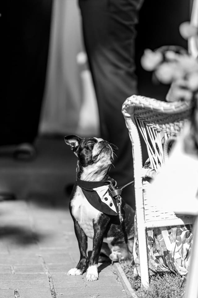 Black and white photo of french bulldog at Sonoma wedding