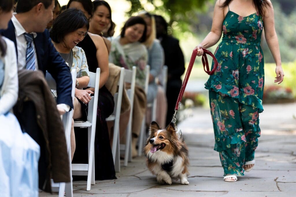 Corgi walking down the aisle at Nestldown wedding