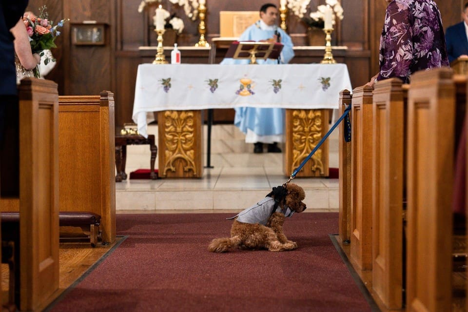 Dog at the church of a wedding in Sonoma County