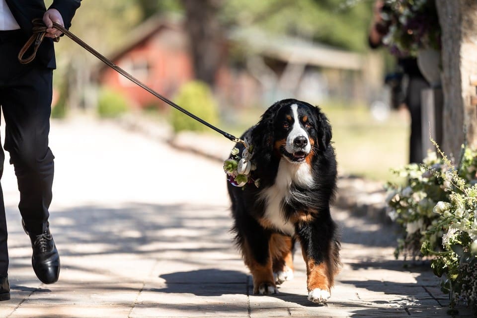 Dog walking down the aisle of outdoor wedding ceremony in Northern California