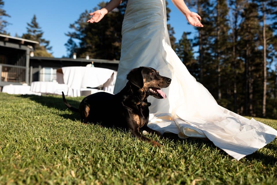 Dog laying down next to bridal gown