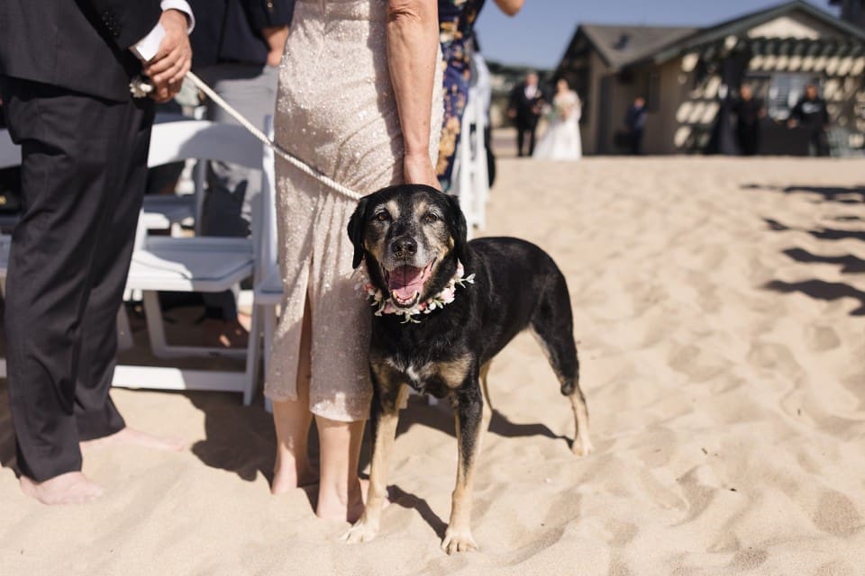 Dog smiling on Northern California beach wedding