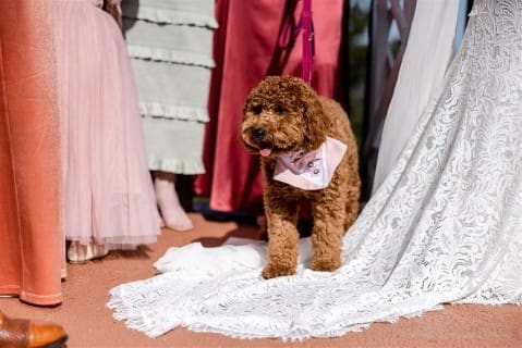 Goldendoodle at Sonoma County wedding standing on bride's dress